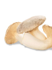 King Trumpet mushroom