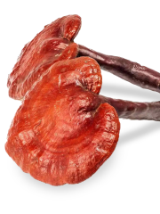 Reishi mushroom