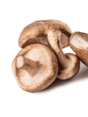 Shiitake mushroom