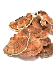 Turkey Tail mushroom